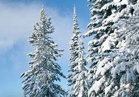 Winterschutz