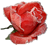 Foto Grace Winter pixelio.de